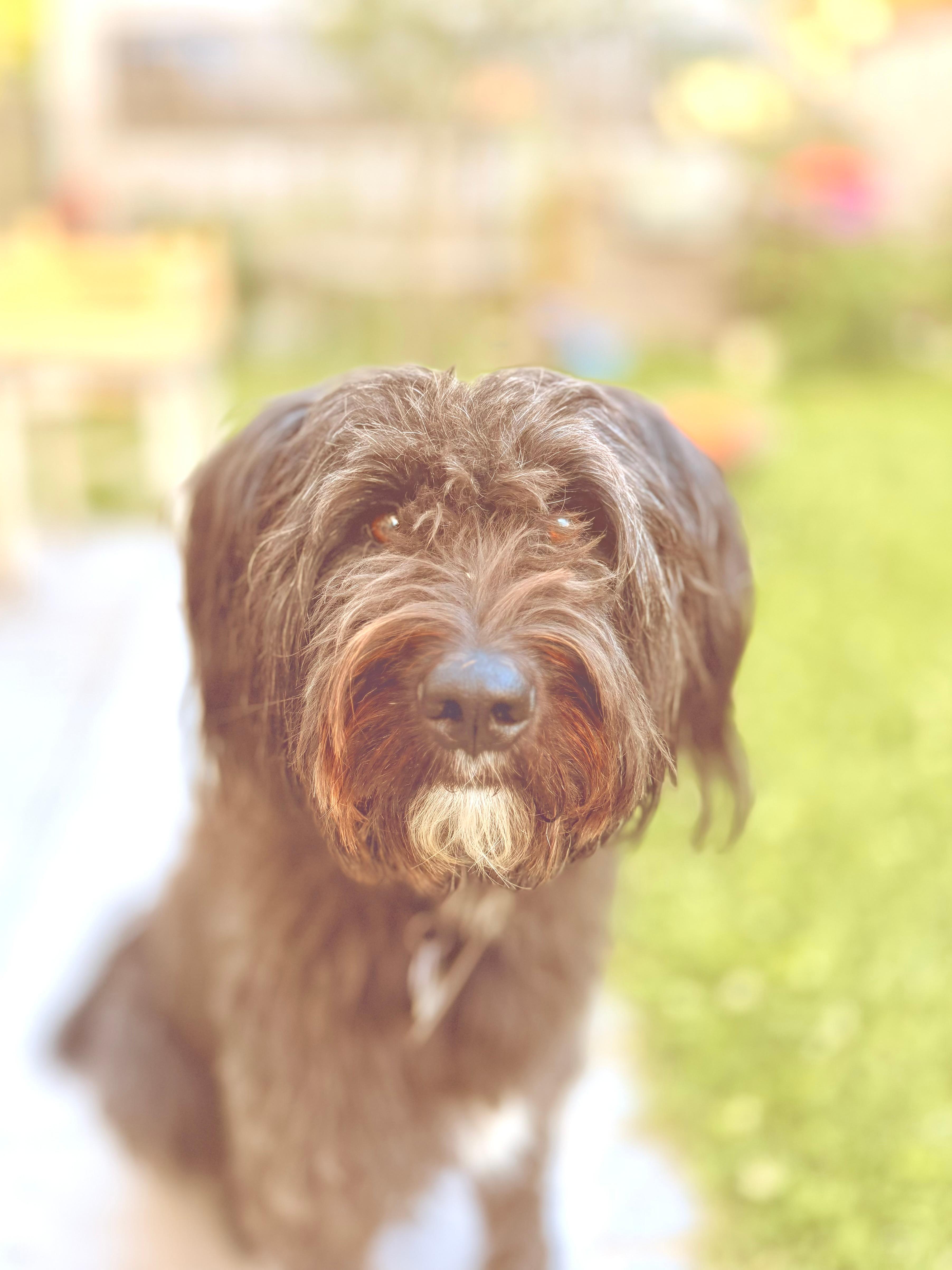 Cayla, der Hund der Familie Eideloth