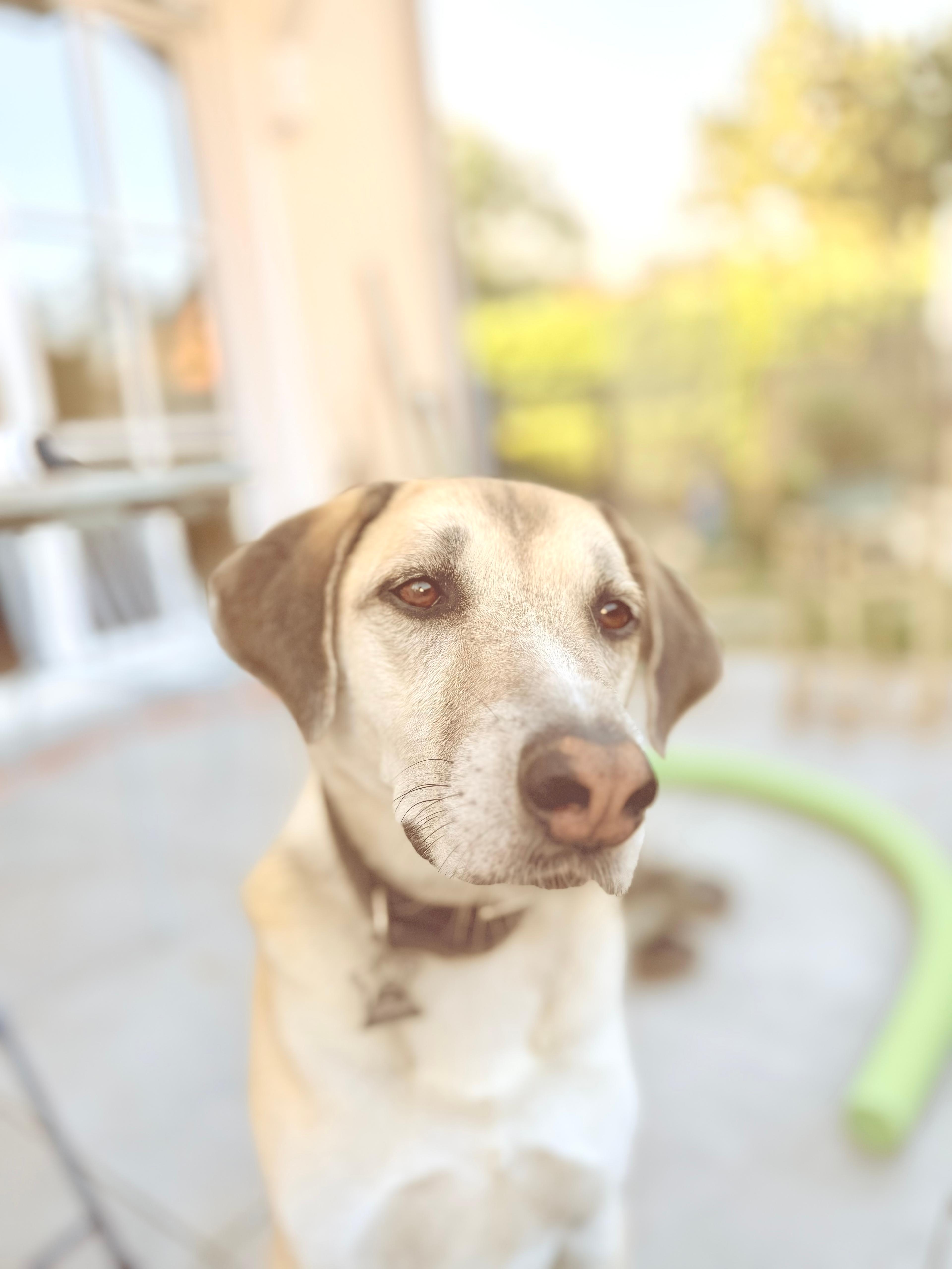 Flori, der Hund der Familie Eideloth